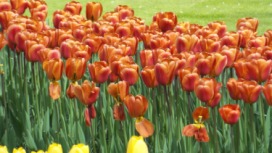 2014-04-17 Holland Tulips 23.jpg
